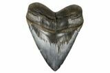 Huge, Fossil Megalodon Tooth - Bluish Enamel #180957-1